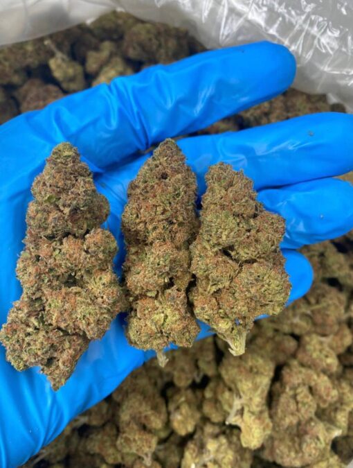 Buy Lemonade Marijuana Strain