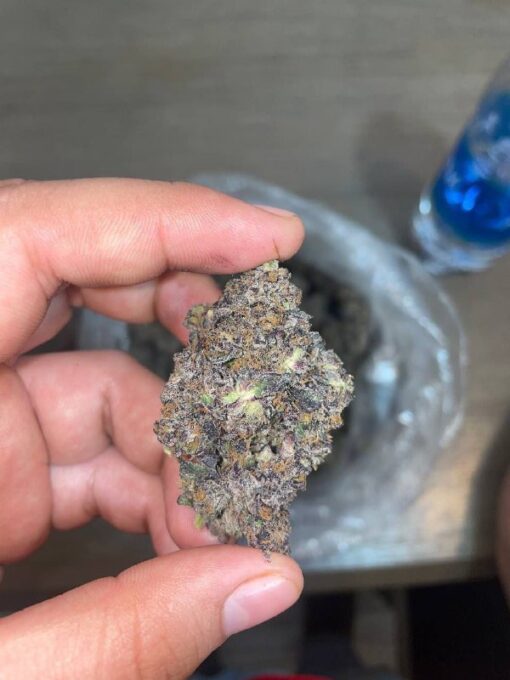 Apple fritters strain