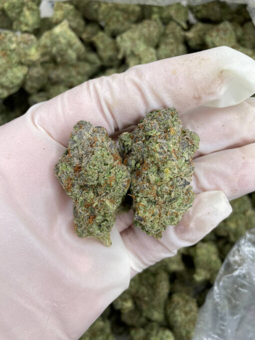 Blackberry Marijuana Strain